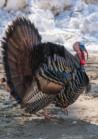 Close-up of turkey 