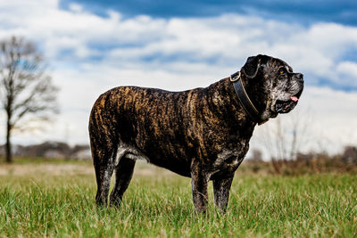 Dog standing on field