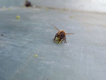 Close-up of insect