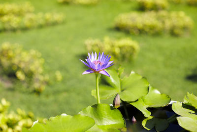 Close-up of purple water lily
