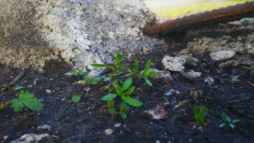 Close-up of plants