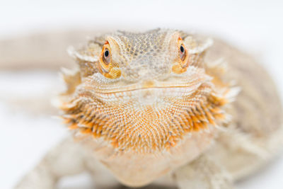 Close-up portrait of a lizard