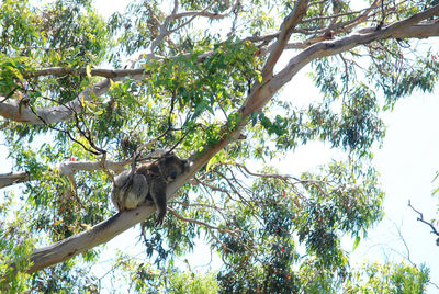 Low angle view of monkey on tree against sky