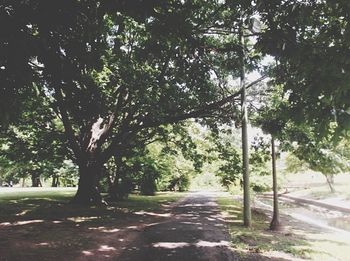 Road passing through trees