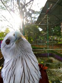 Close-up of brahminy kite in cage at zoo