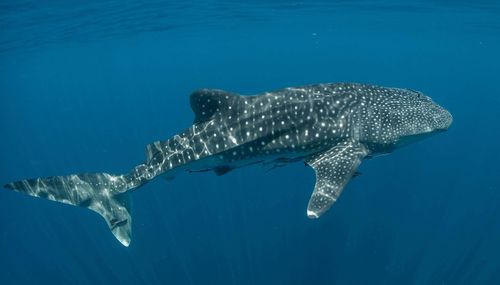 Whale shark swimming undersea