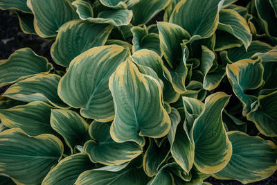 Lush variegated hosta leaves close-up