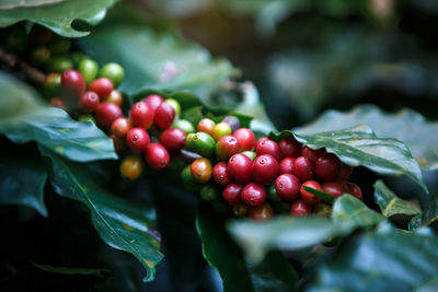 Close-up of cherries on plant