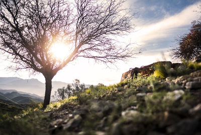 Scenic view of tree against sky during sunset