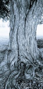 Close-up of tree trunk