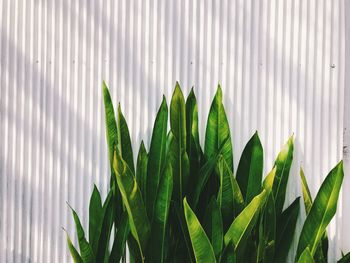 Close-up of palm leaves