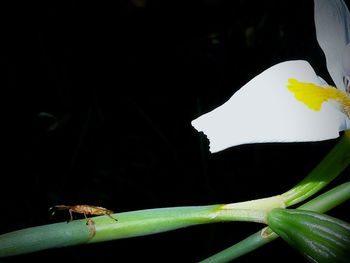 Close-up of insect on leaf