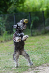 Dog running on field