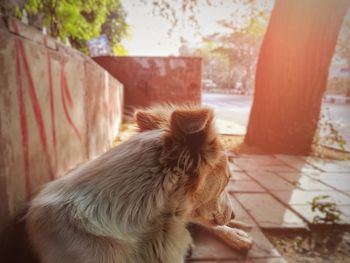 Dog looking at camera