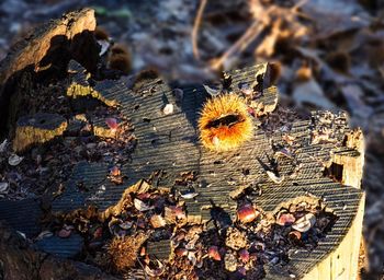 High angle view of snake on tree stump