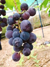 Close-up of berries growing on plant