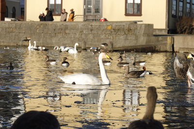 Swans swimming in lake