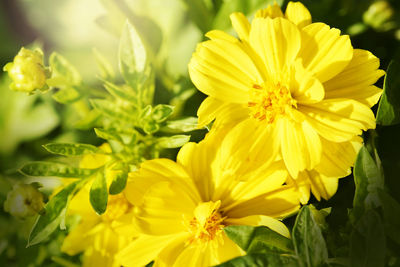 Close-up of yellow flowering plant in park