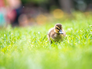 View of a bird on field