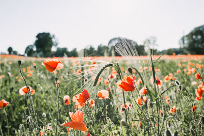 Close-up of poppy flowers on field against sky