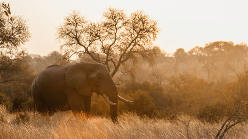 Elephant walking in a field