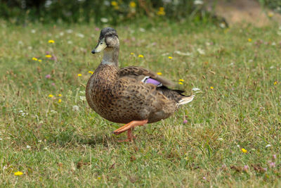 Mallard duck on field