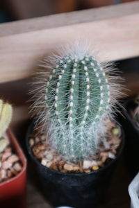 Close-up of succulent plant