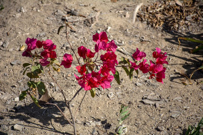 Close-up of pink flowers growing on field