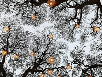 Low angle view of snow covered trees against sky