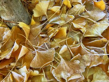 Full frame shot of yellow leaves