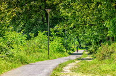 Road amidst trees and plants