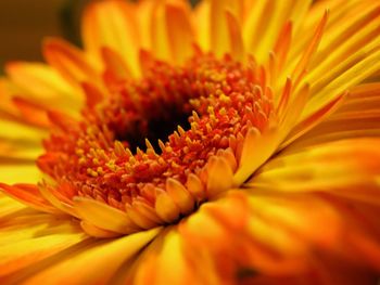 Close-up of orange flower blooming outdoors