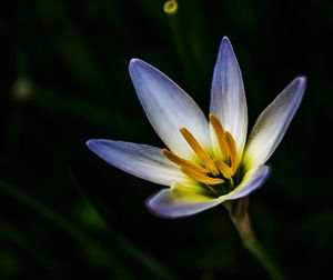 Close-up of flower growing outdoors