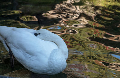 Close-up of swan on water