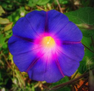 Macro shot of purple flower