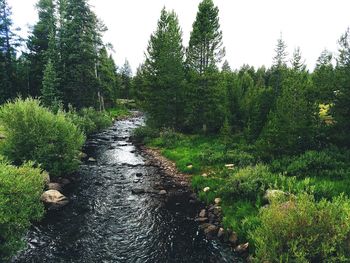 View of trees in forest