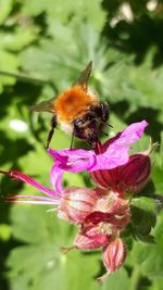 Close-up of bee pollinating on pink flower