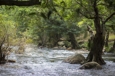 Scenic view of river flowing in forest