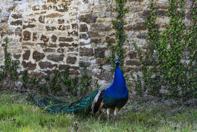 Peacock on wall