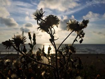 Close-up of plants against sky