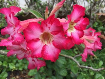 Close-up of pink flowers blooming outdoors