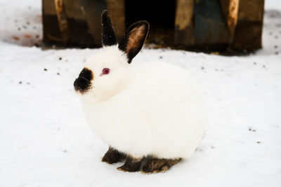 Close-up of rabbit