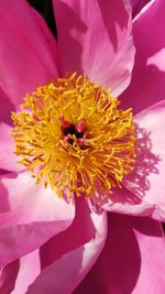 Close-up of pink flower