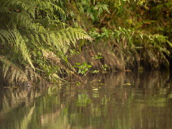 Reflection of trees in lake