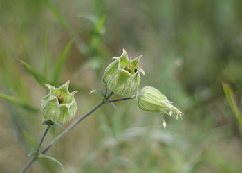 Close-up of flower buds growing outdoors