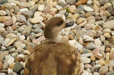 Pebbles on rocks