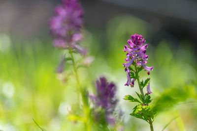 Close-up of purple flowers blooming outdoors