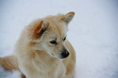 Close-up of dog sitting on snowy field