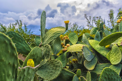 Close-up of succulent plant on field against sky