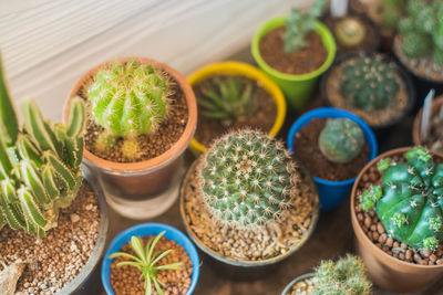 High angle view of potted plants